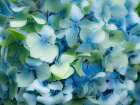 Oregon-Cannon Beach-Northwest Hydrangea blossom Art Print